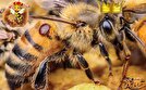 شگفتی دانشمندان از زنده ماندن زنبورهای ملکه در زیر آب