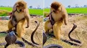 تصاویری دیدنی از قلدربازی یک میمون برای ۲ مار کبری