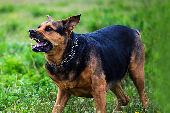 هفت نشانه هشدار حمله سگ که باید بدانیم