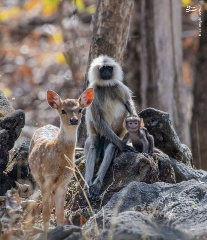 عکس یادگاری میمون و بچه‌اش با آهو