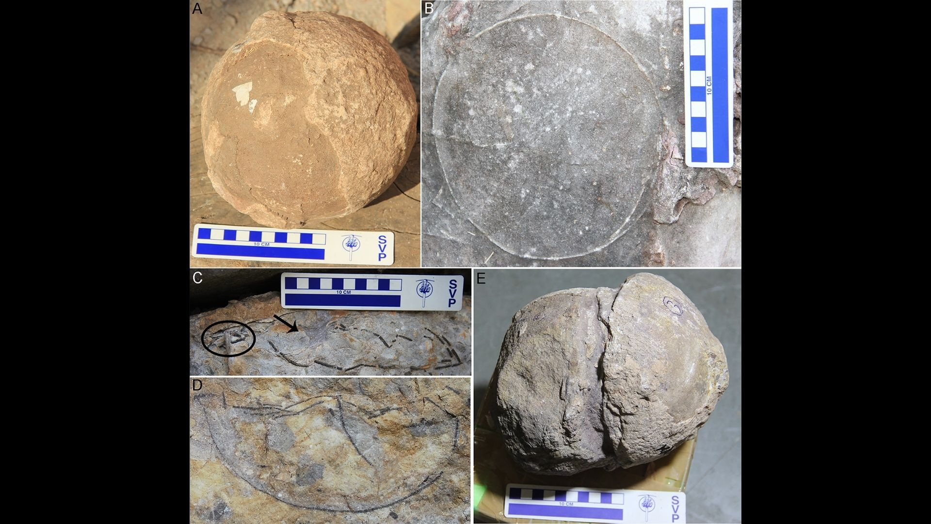 کشف محل‌ تخم‌گذاری دایناسورها در هند