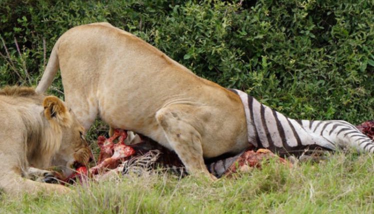 گورخر شکار شده توسط شیرهای وحشی