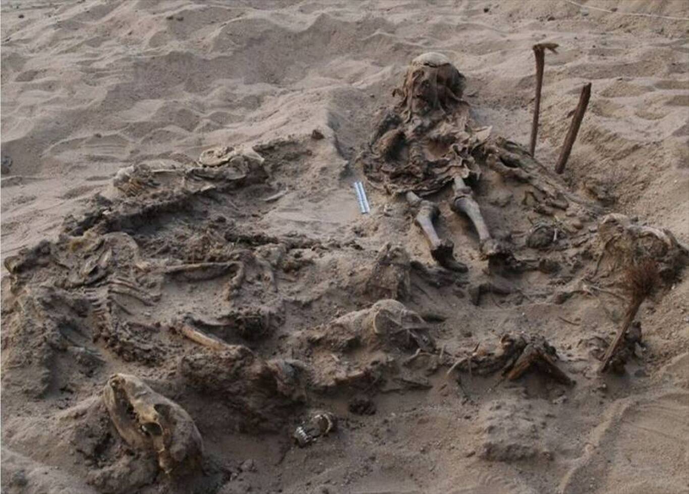 کشف مقبرۀ ۲هزار سالۀ یک کودک و ۱۴۲ سگ!