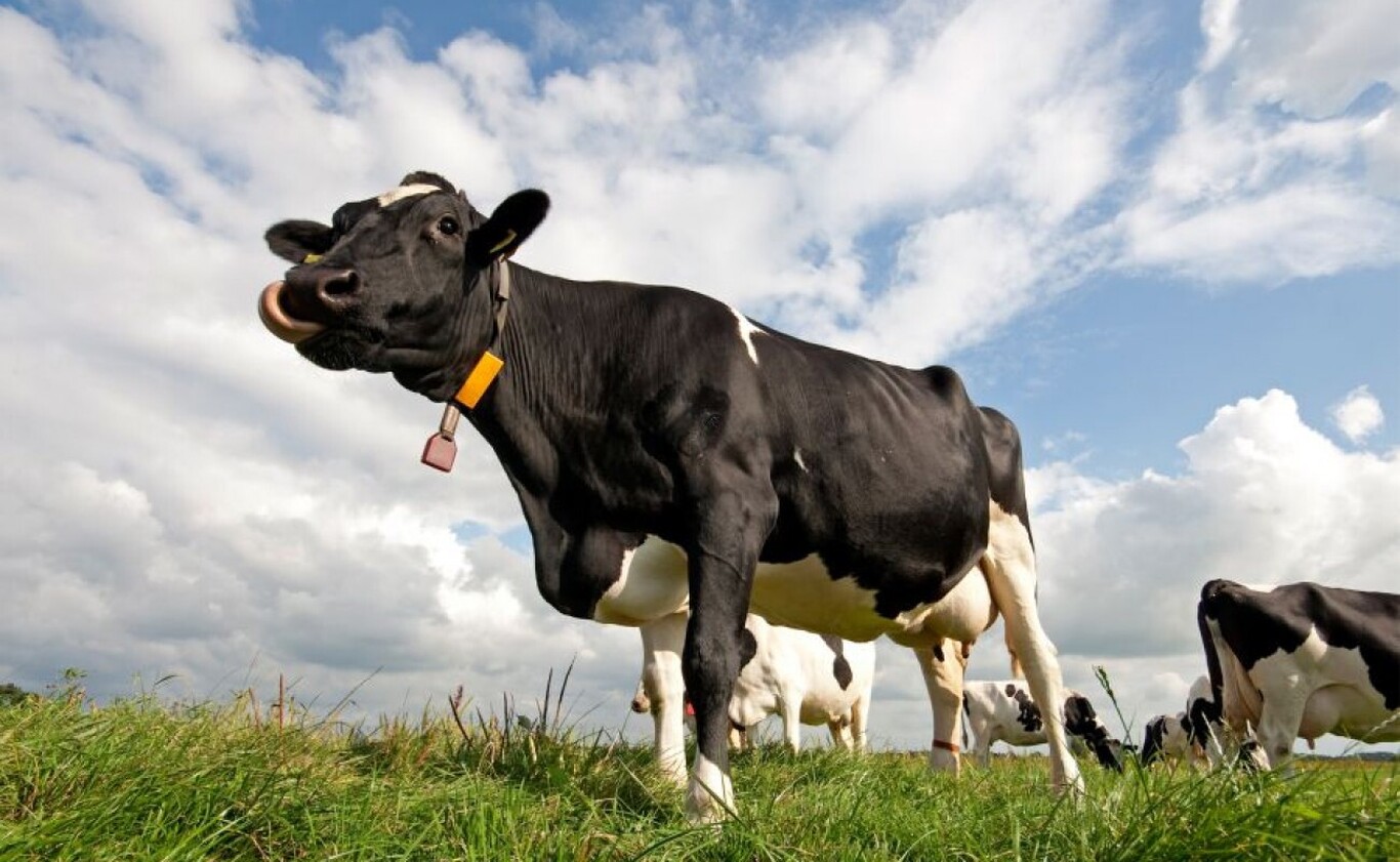 این گاو سالی ۱۸ تن شیر می‌دهد!