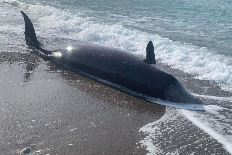 تصویری دردناک از مرگ عجیب نهنگ‌ها در ترکیه