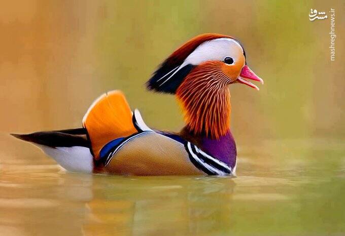 زیباترین اردک جهان