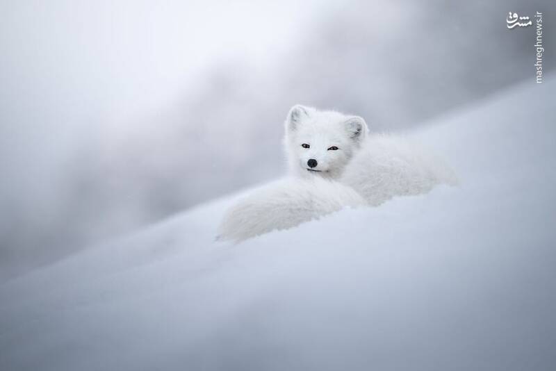 زیباترین مناظر برفی در جهان