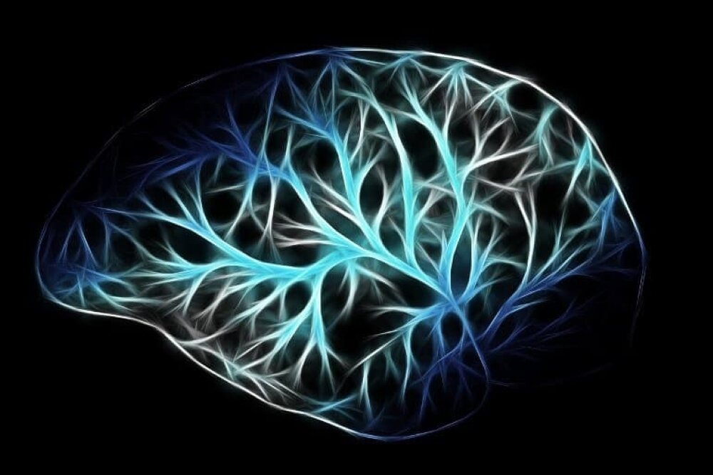 مغز شما با سلول‌های چربی حرف می‌زند