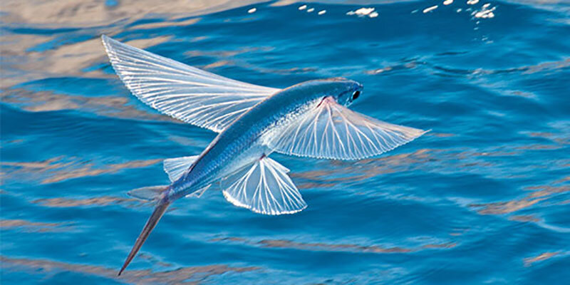 این ماهی پرنده بیش از ۷۰ کیلومتر پرواز می‌کند