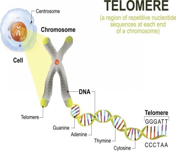 فرضیه پیری تلومری چیست؟ کوتاه شدن تلومر، یک علت افسردگی و کاهش حافظه در سالمندان است(یک پزشک)