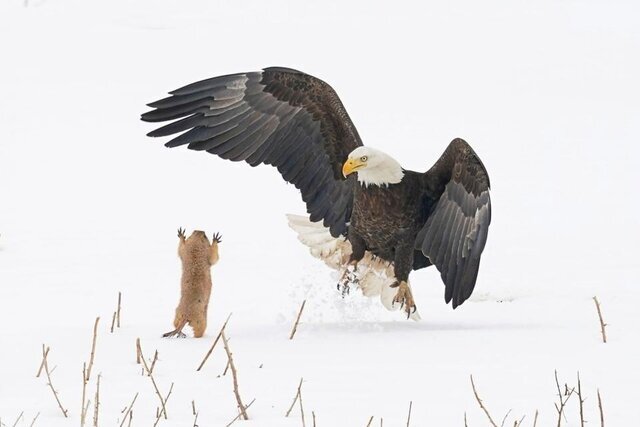 تصویر سنجابی که می‌خواهد عقاب را بترساند!