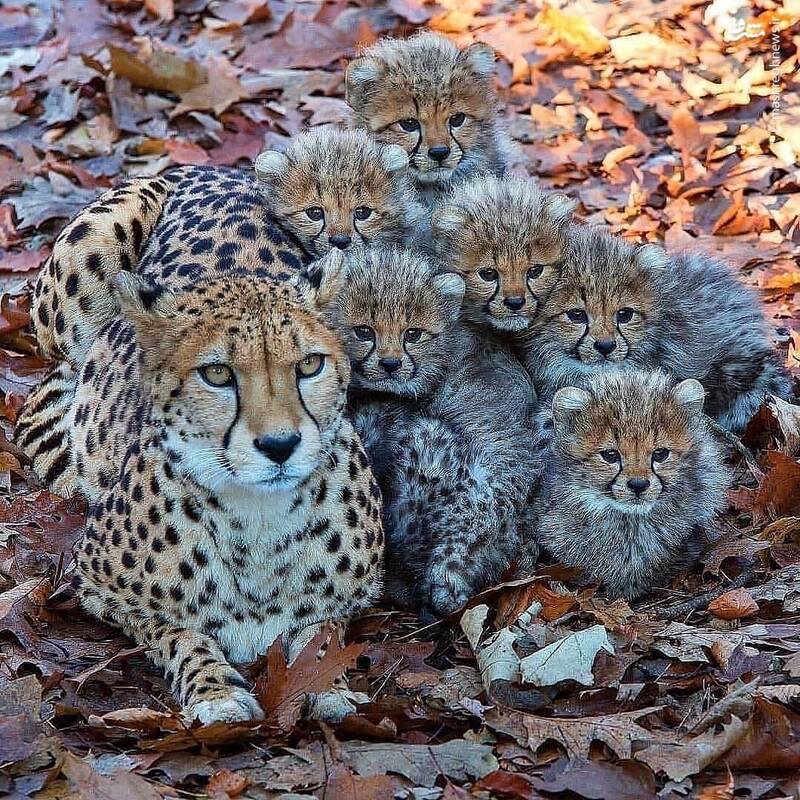 عکس خانوادگی یوزپلنگ‌ها