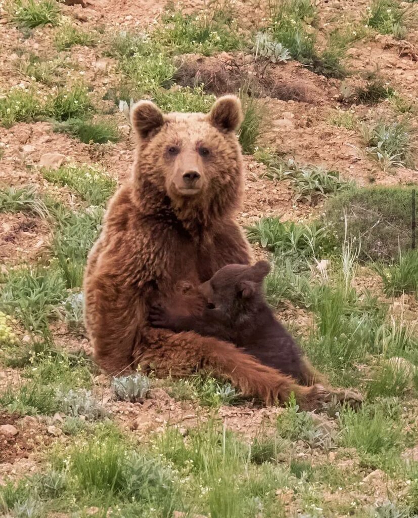 لحظه دیدنی شیر خوردن بچه خرس در پارک گلستان