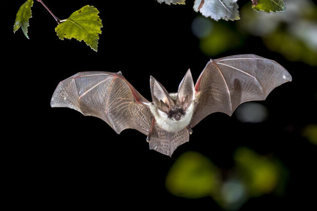 حقایق جالب در مورد خفاش ها؛ چرا میزبان اصلی کرونا ویروس به این بیماری مبتلا نمی شود؟