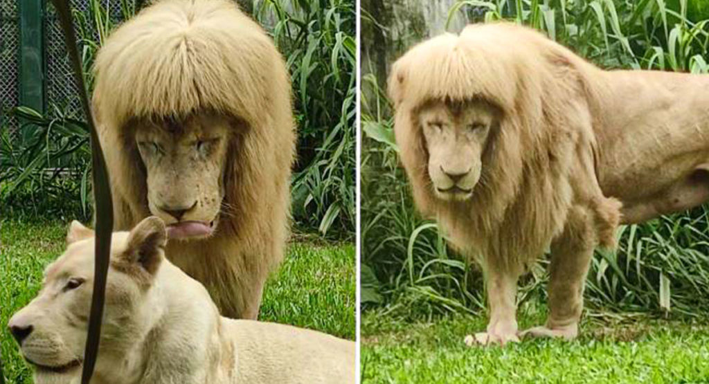 شیر زیبای باغ وحش گوانگژو که به خاطر مو‌های خاصش مشهور شده است