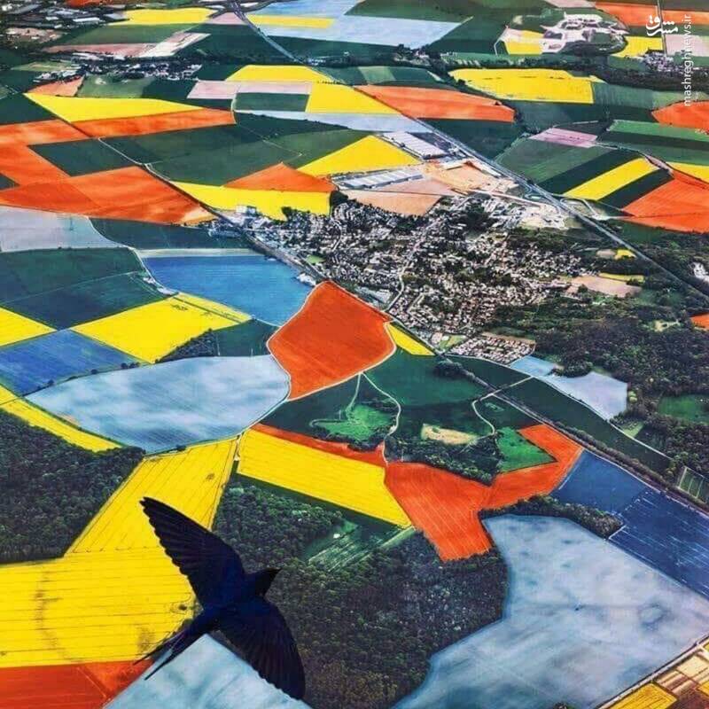 مزارع هلند را از زاویه‌ای متفاوت ببینید