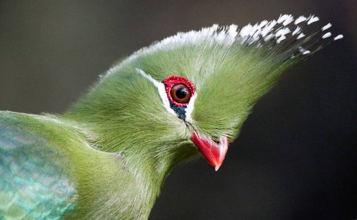 توراکو پرنده‌ای معروف به مرغ بهشتی