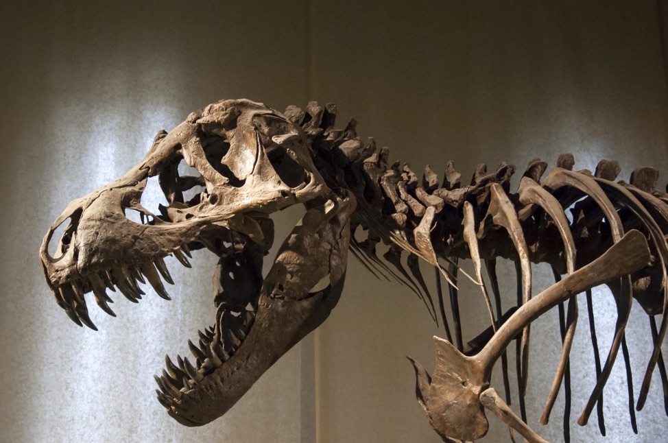دایناسورها خونگرم بودند یا خونسرد؟ سرنخ‌ها در بررسی تنفس و استخوان‌هایشان نهفته است