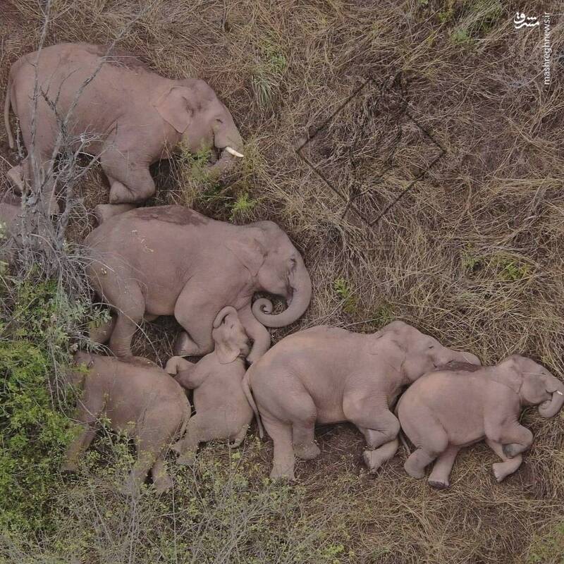 خواب دسته‌جمعی فیل‌ها
