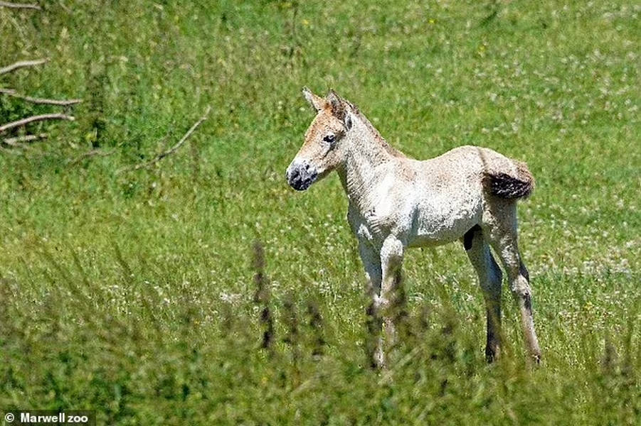 تولد یک کره اسب نادر در خطر انقراض