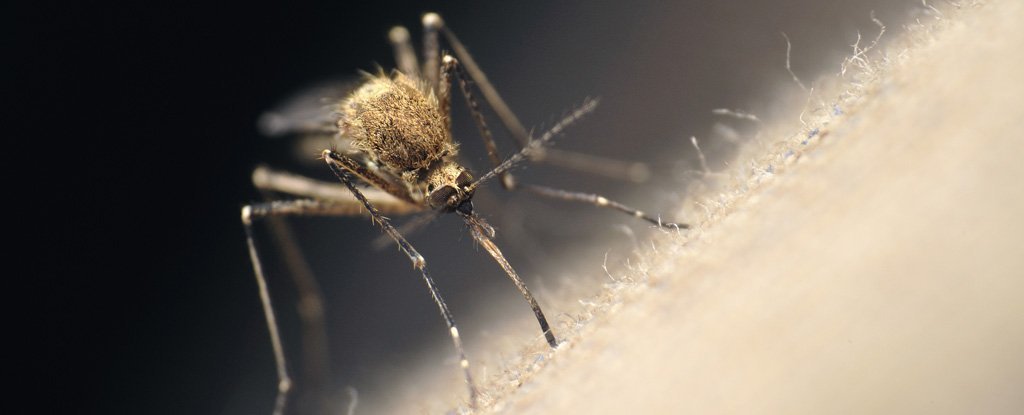چرا پشه‌ها افراد آلوده به برخی ویروس‌ها را بیشتر نیش می‌زنند؟ آیا راهی برای کاهش نیش خوردن افراد آلوده و کم کردن گسترش بیماری‌های عفونی وجود دارد؟
