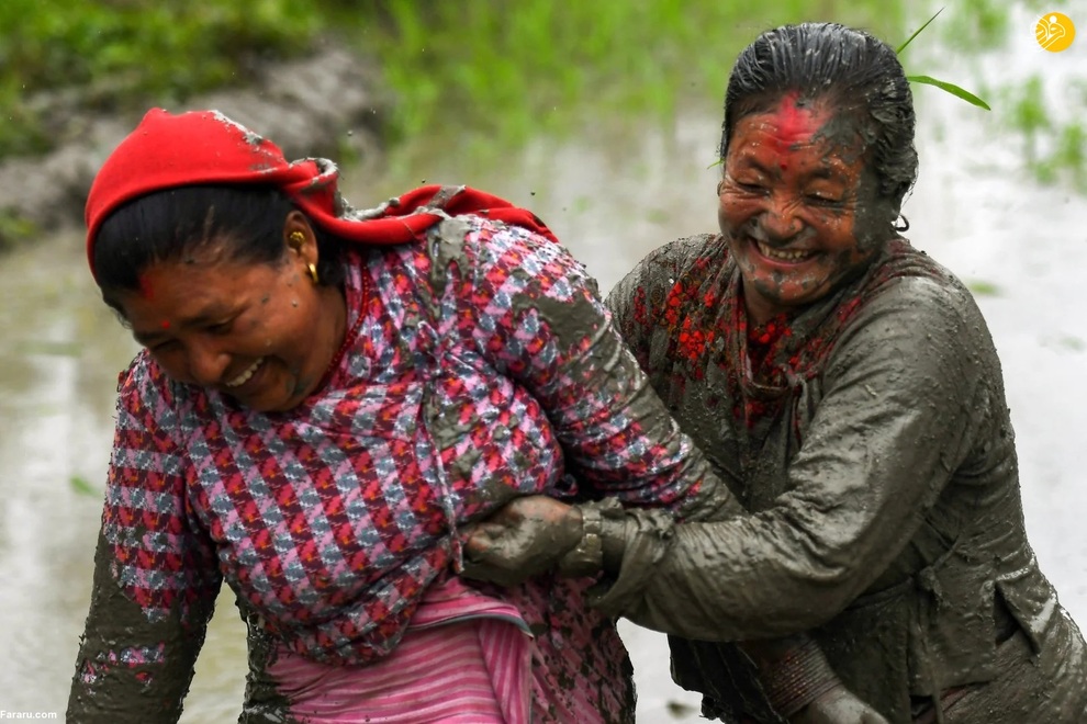 جشن شالیکاران نپالی همزمان با فصل کشت برنج