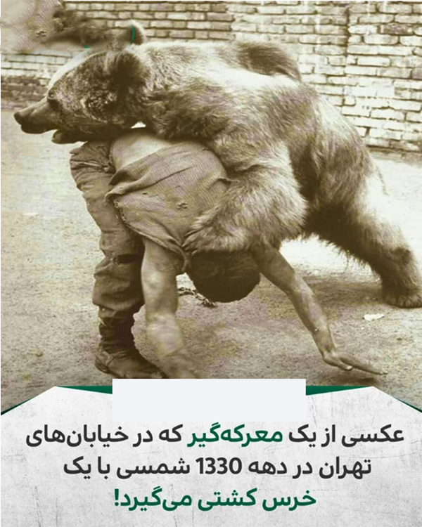 خرس وحشی وسط خیابان های تهران