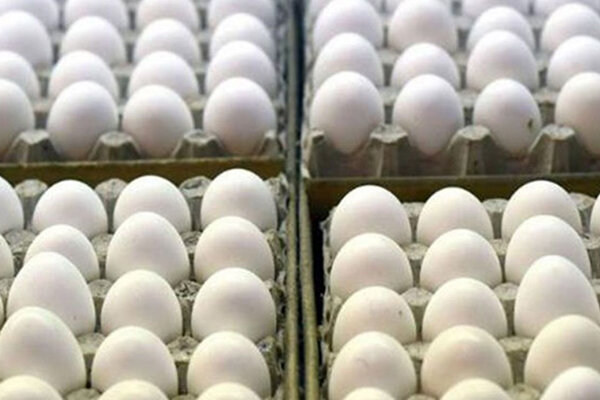 قیمت جدید و شوکه‌کننده تخم مرغ در بازار