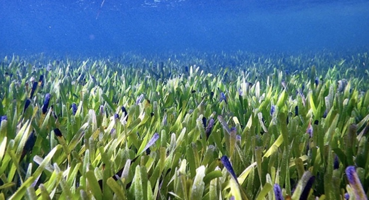 بزرگترین گیاه جهان در اقیانوس در سواحل استرالیا کشف شد