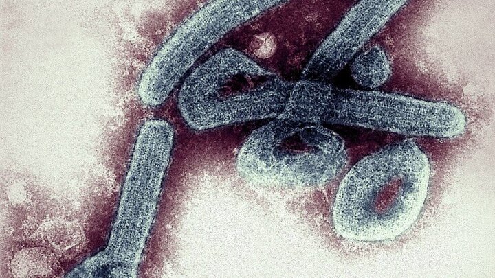 ویروس «ماربورگ» چیست و چقدر خطرناک است؟