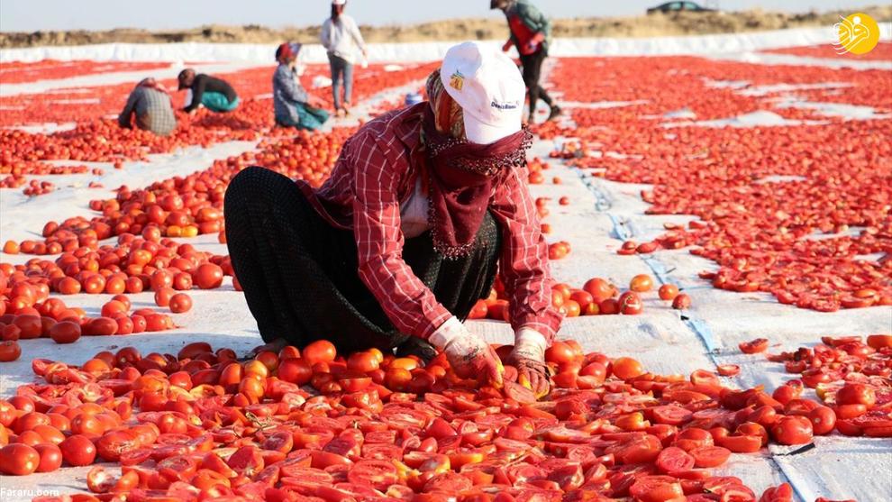 فرایند تماشایی خشک کردن گوجه فرنگی در ترکیه