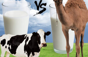 شیر شتر بهتر است یا شیر گاو؟