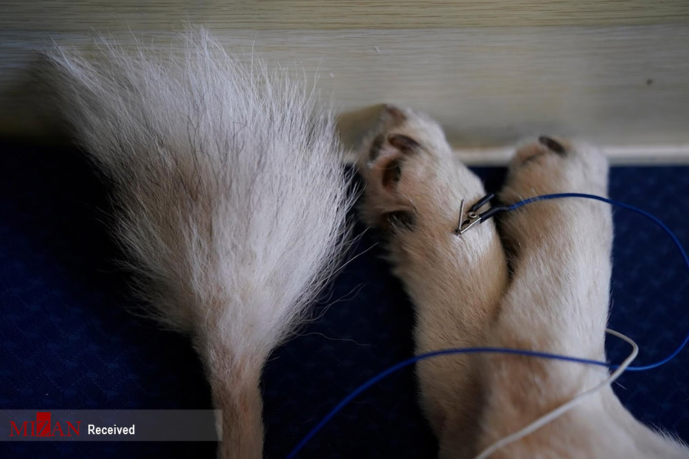 محبوبیت طب سوزنی روی حیوانات در چین/ حیوانات واکنشی نشان نمی‌دهند