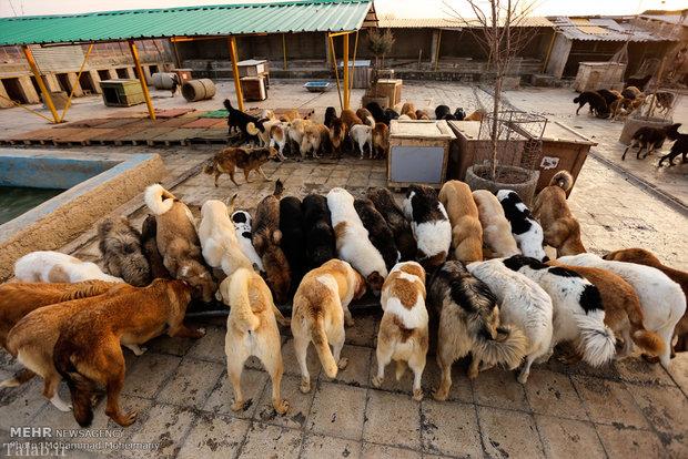 کشورهای پیشرفته چگونه مشکل سگ‌های ولگرد را حل می‌کنند؟