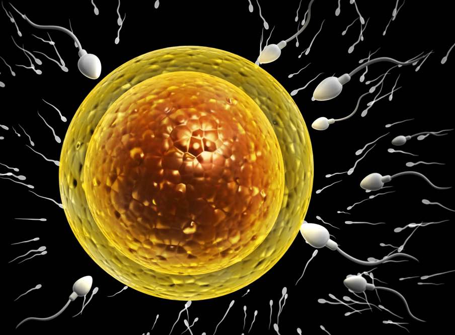 پروتئینی که اسپرم را به سمت تخمک می‌کشاند، می‌تواند درمان‌های جدید باروری ایجاد کند