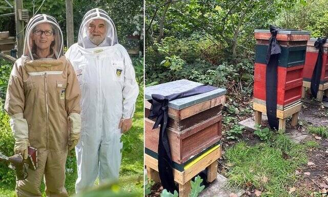 زنبورها از مرگ ملکه مطلع شدند!