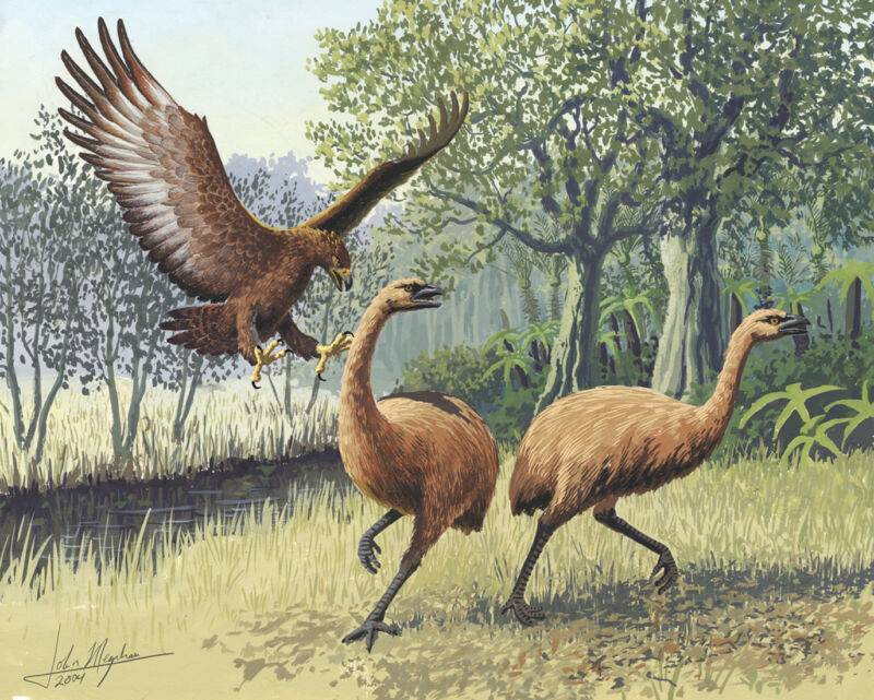 چگونه عقابی غول‌پیکر توانست بر نیوزیلند باستان سلطه پیدا کند؟
