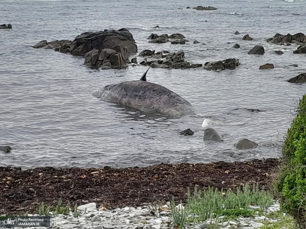 شنای نهنگ غول پیکر در نزدیکی ساحل