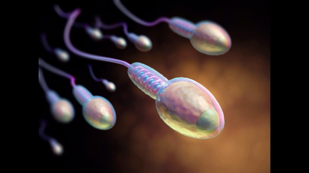 ۵ کاری که آقایان برای محافظت از سلامت اسپرم خود نباید انجام دهند