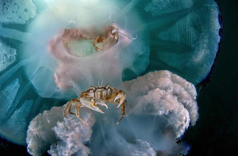 برترین عکس‌های زیر آب در سال ۲۰۲۲ در مسابقه عکاسی از ورای لنز شما Through Your Lens