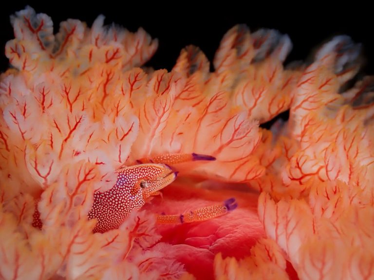 برترین عکس‌های زیر آب در سال ۲۰۲۲ در مسابقه عکاسی از ورای لنز شما Through Your Lens
