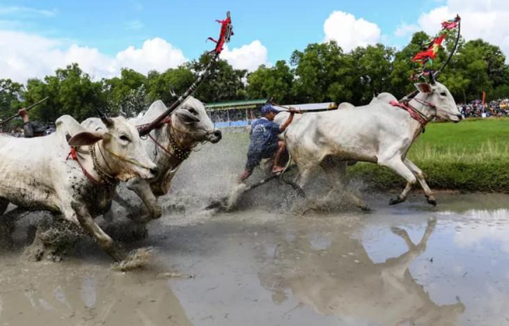 مسابقه گاوهای شخم‌زن در ویتنام