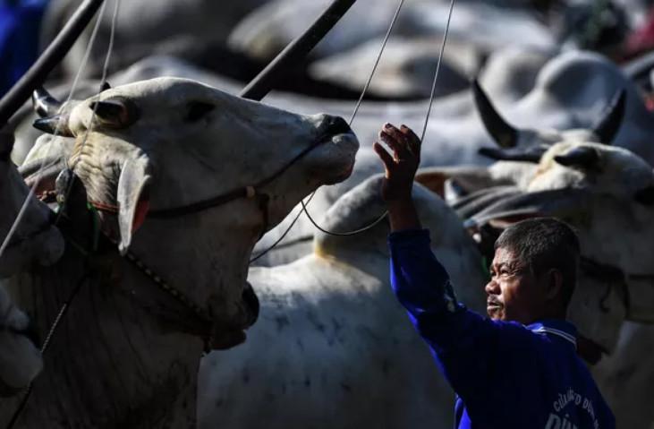 مسابقه گاوهای شخم‌زن در ویتنام
