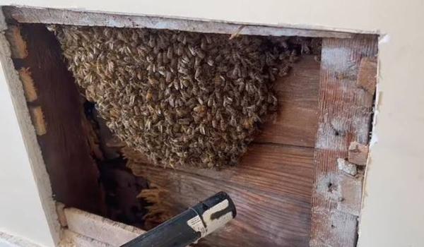 لانه کردن بیش از ۶هزار زنبور در دیوارهای یک خانه‌ مسکونی