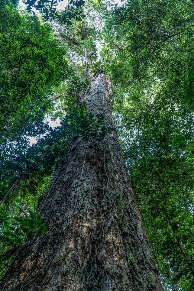 بلندترین درخت جنگل های آمازون