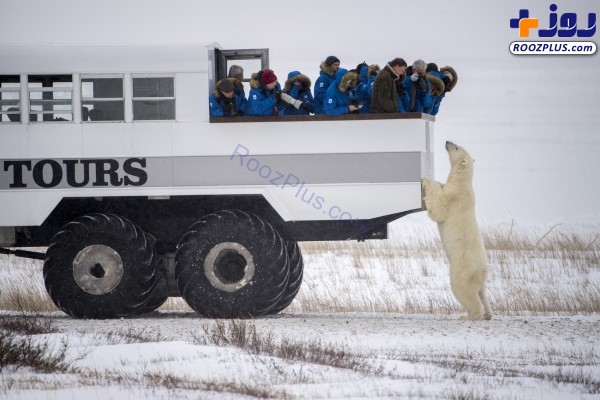 خرس قطبی کنجکاو و توریست‌ها