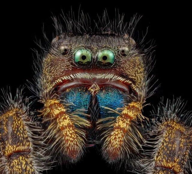عکسی رنگارنگ از یک عنکبوت جسور