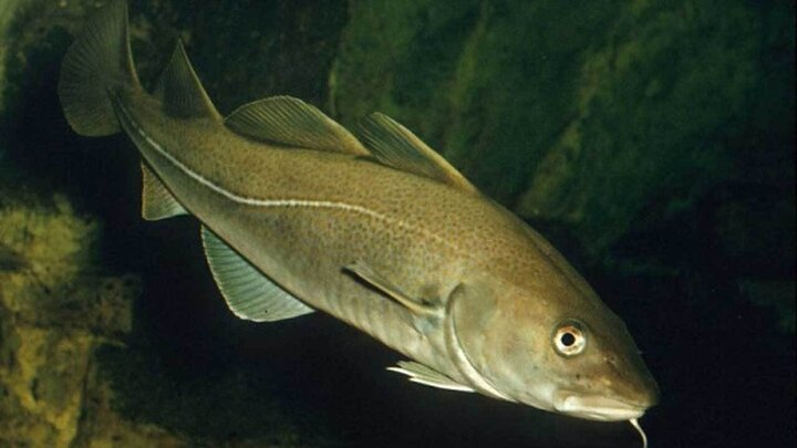 این ماهی می تواند ۵ سال بدون آب و غذا در خشکی زندگی کند
