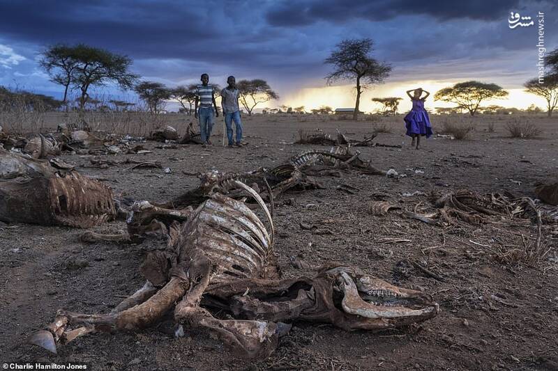 اجساد حیوانات در کنیا