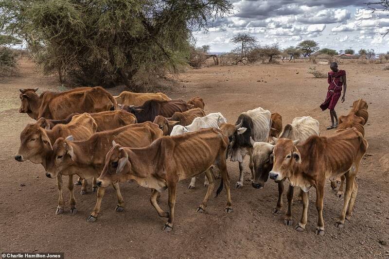 اجساد حیوانات در کنیا